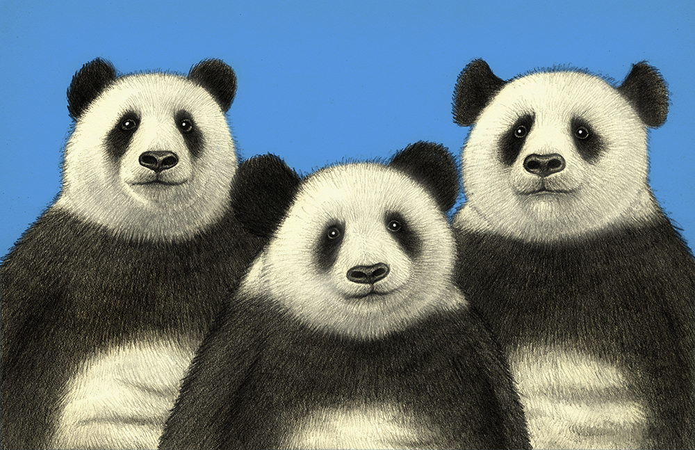 Three panda bears